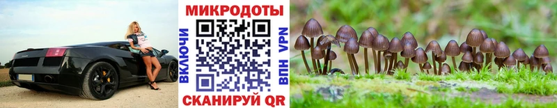Псилоцибиновые грибы Psilocybine cubensis  Лянтор 